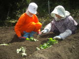5月19日　いも苗植え