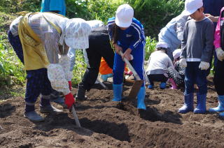 5月18日　いも苗植え