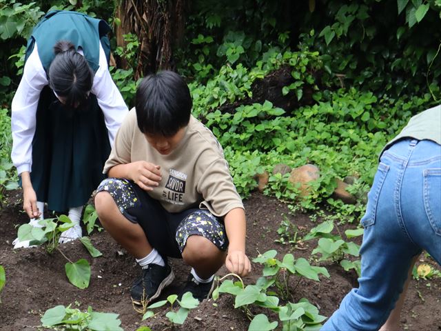 「イモ畑の草取り」