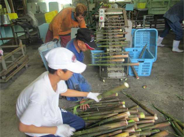 筍採り　出荷編